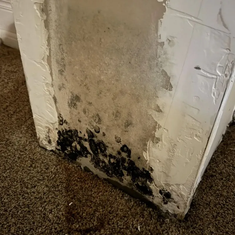 Professional Mold Removal in Ceredo, WV
